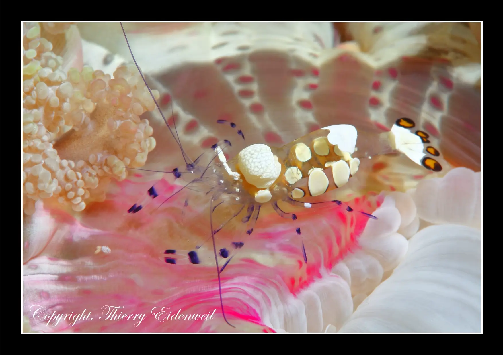 Anilao Macro Dive Media Highlight